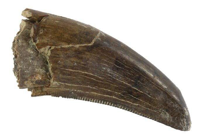 Serrated, Tyrannosaur Tooth - Judith River Formation, Montana #95637